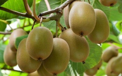 Pillar Consultancy – Taking Care Of The Kiwifruit Industry